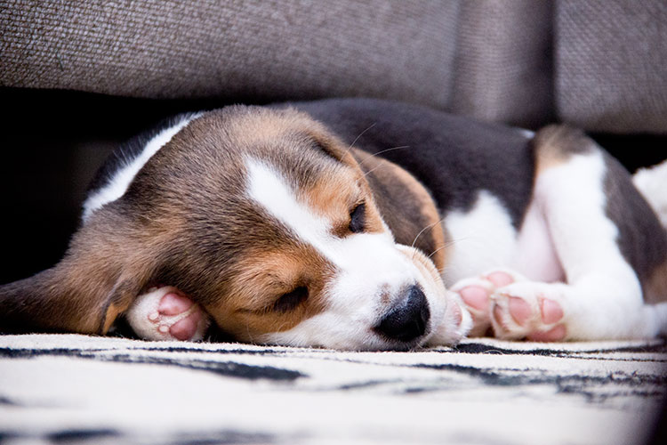 Baby-puppy-beagle-sleeping