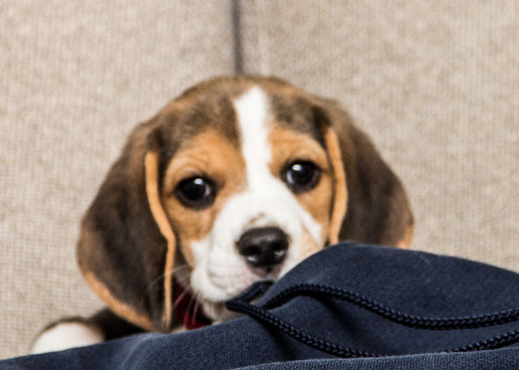 baby-beagle-puppy-close-up