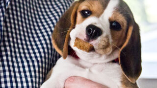 what treats can puppies eat