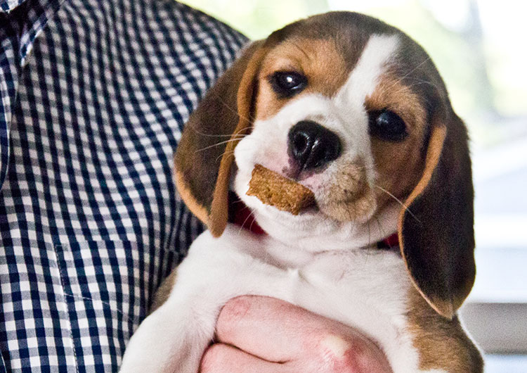 Beagle puppy outlet diet