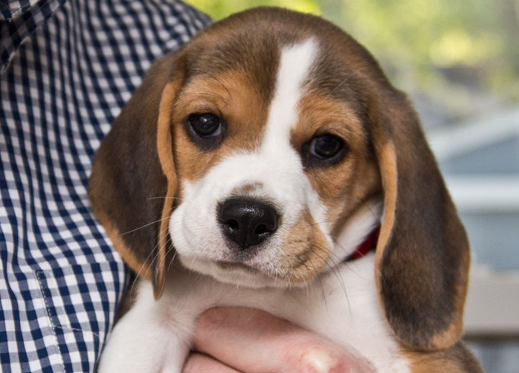 baby-beagle-puppy
