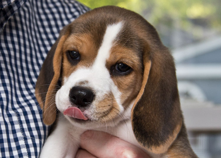 baby-puppy-beagle-licking-chops