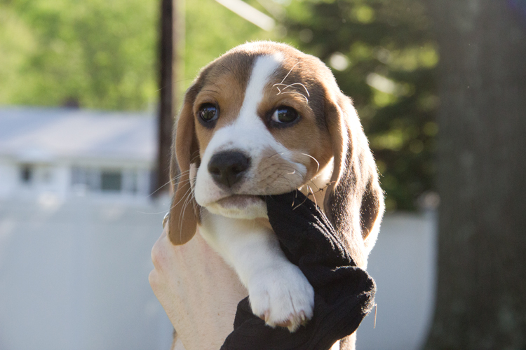 Puppy Wreaks Havoc (And Gets A Homemade Cheddar Biscuit Anyway)