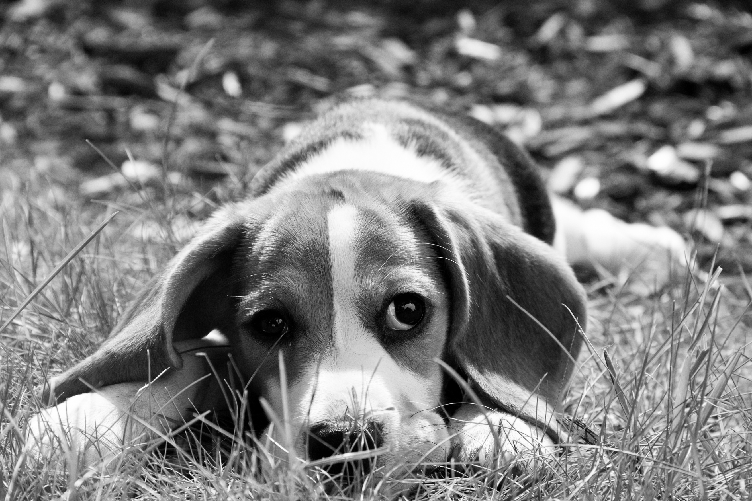 sad puppy dog eyes black and white