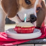 Easy-Peanut-Butter-Cupcakes-for-Dogs