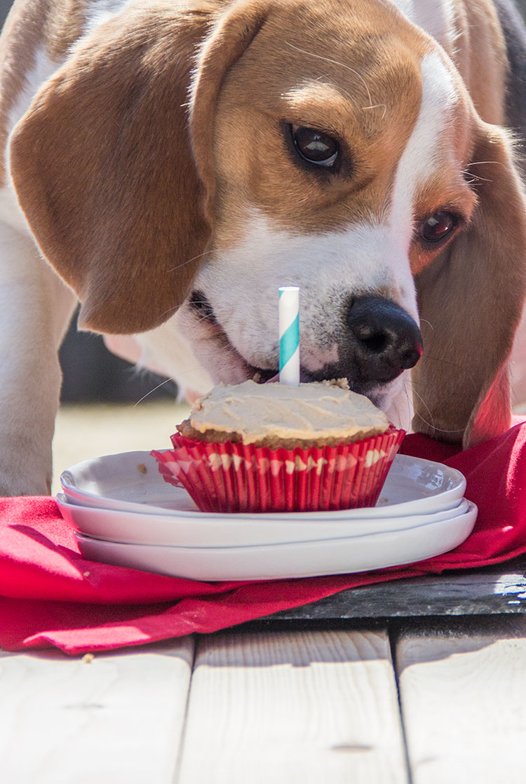 dogs eating birthday cake