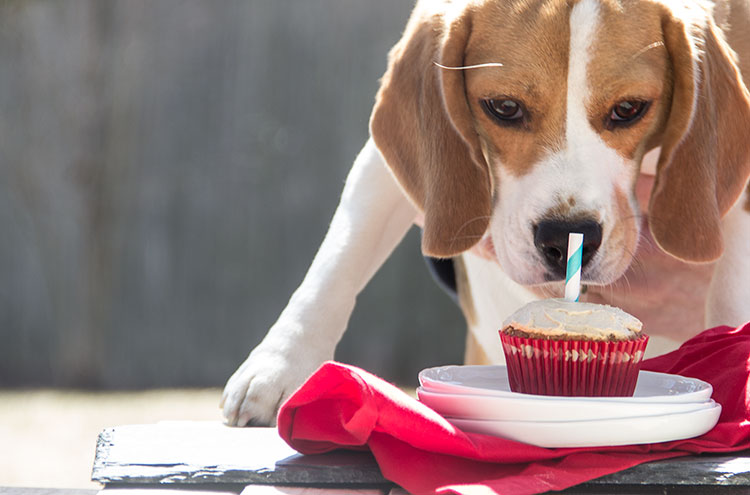 Beagle cupcakes shop