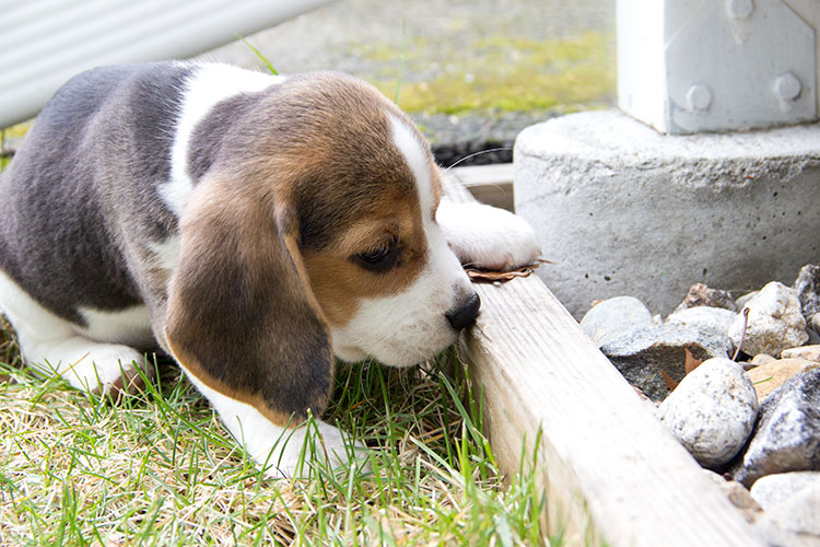 beagle-puppy-sniffing