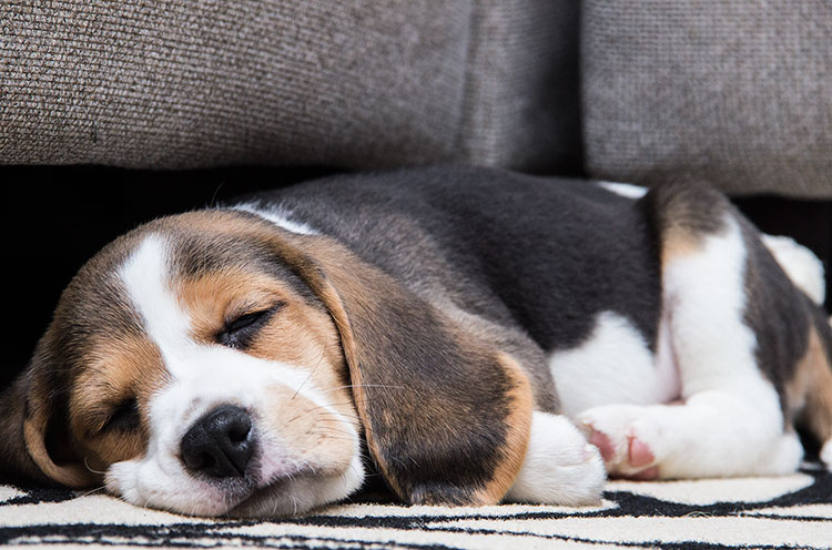 sleeping-beagle-puppy