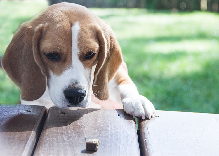 Beagle-with-Dog-Treat