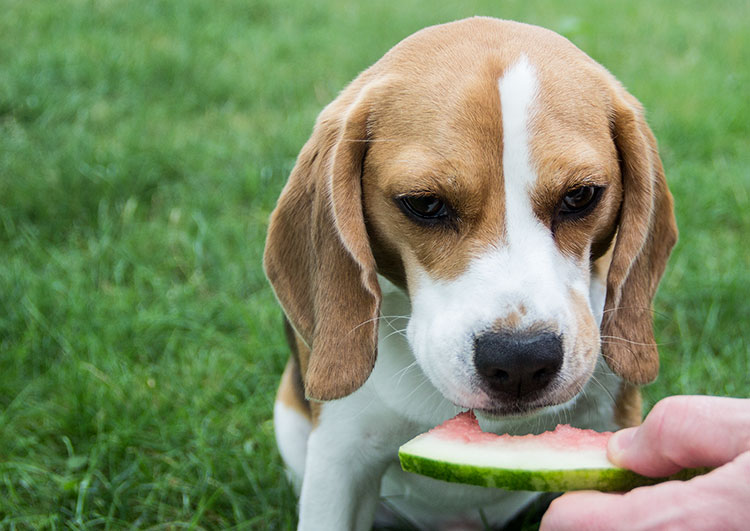 beagle-eating-melon
