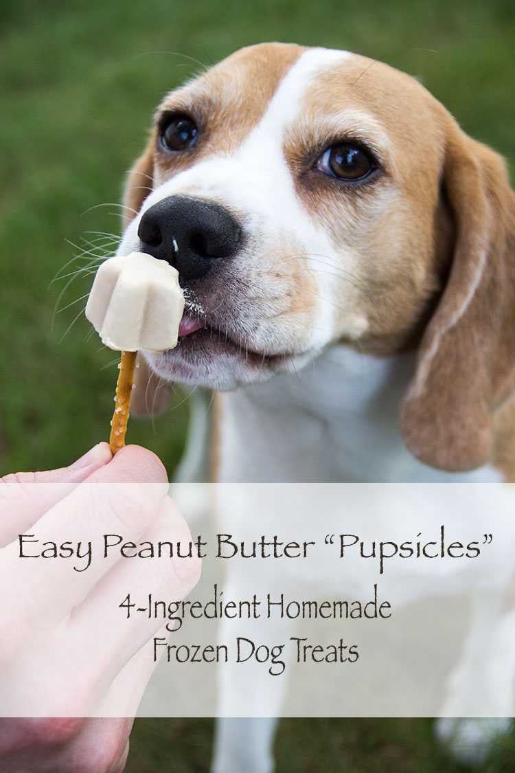 Puppy Popsicles aka PUPSICLES - The Starving Chef