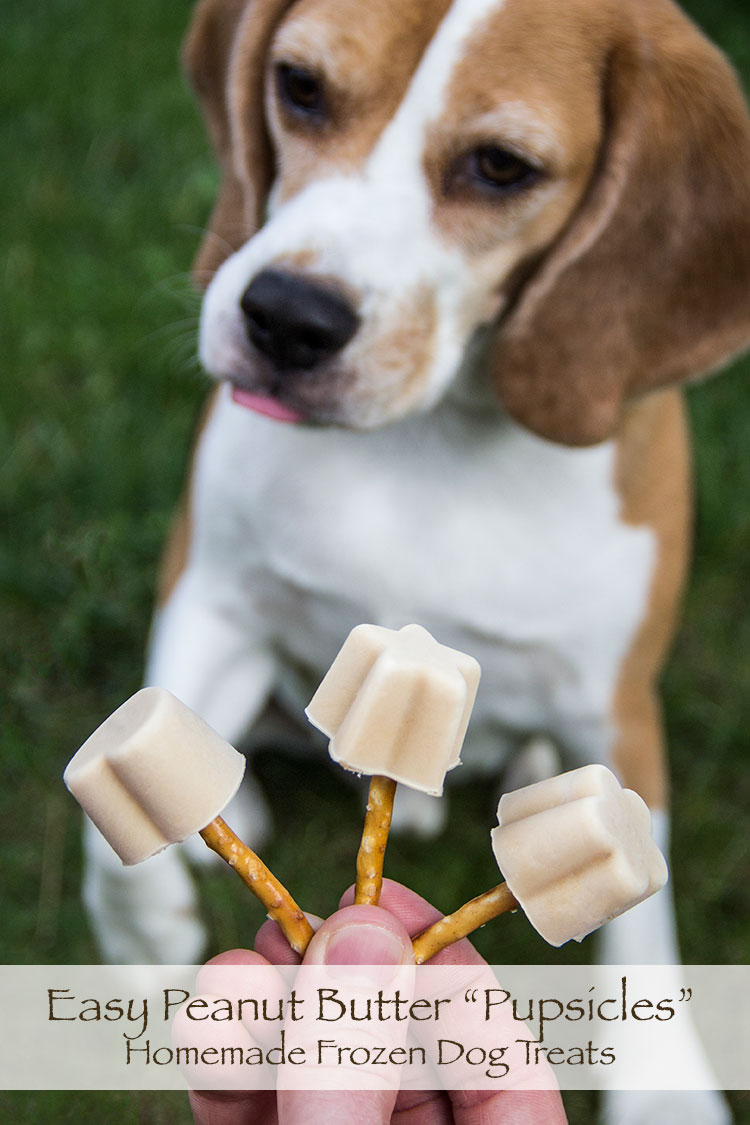 DIY: Gourmet Pupsicles Frozen Dog Treat Recipe