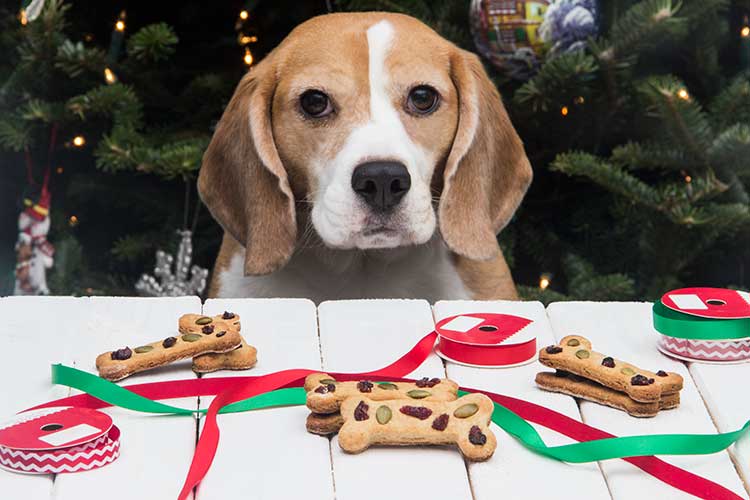 Christmas dog sale treats