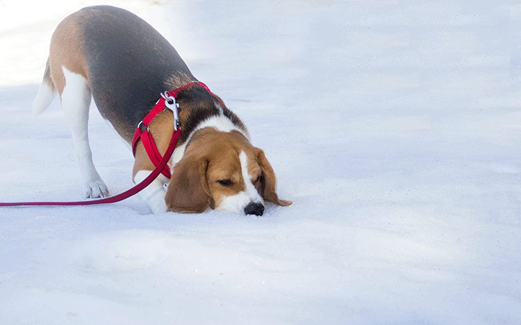 beagle-in-snow