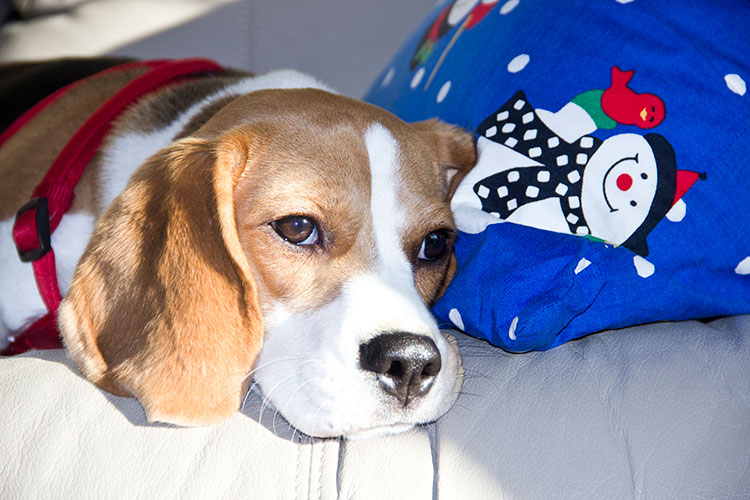 beagle-portrait