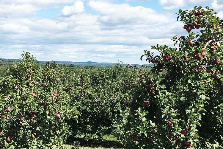 apple-orchard