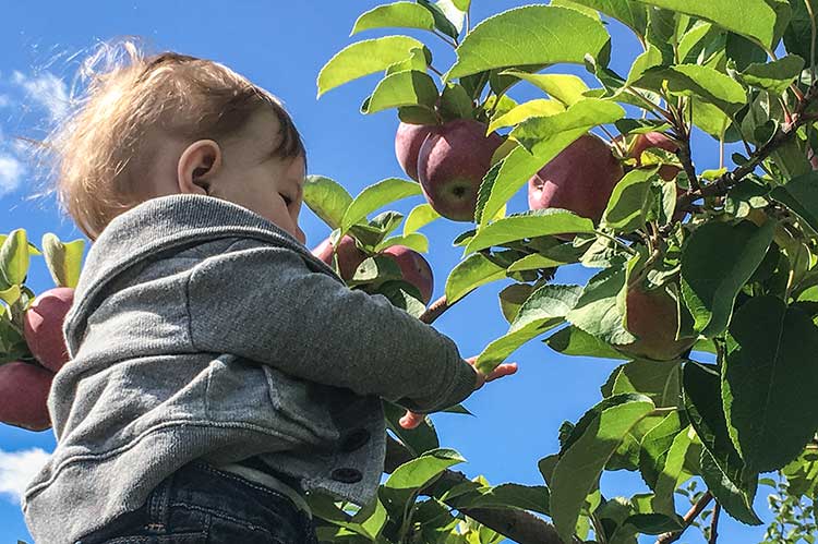 baby-picking-apples