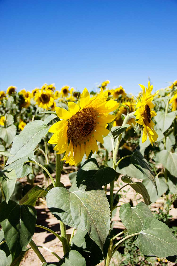 sunflowers