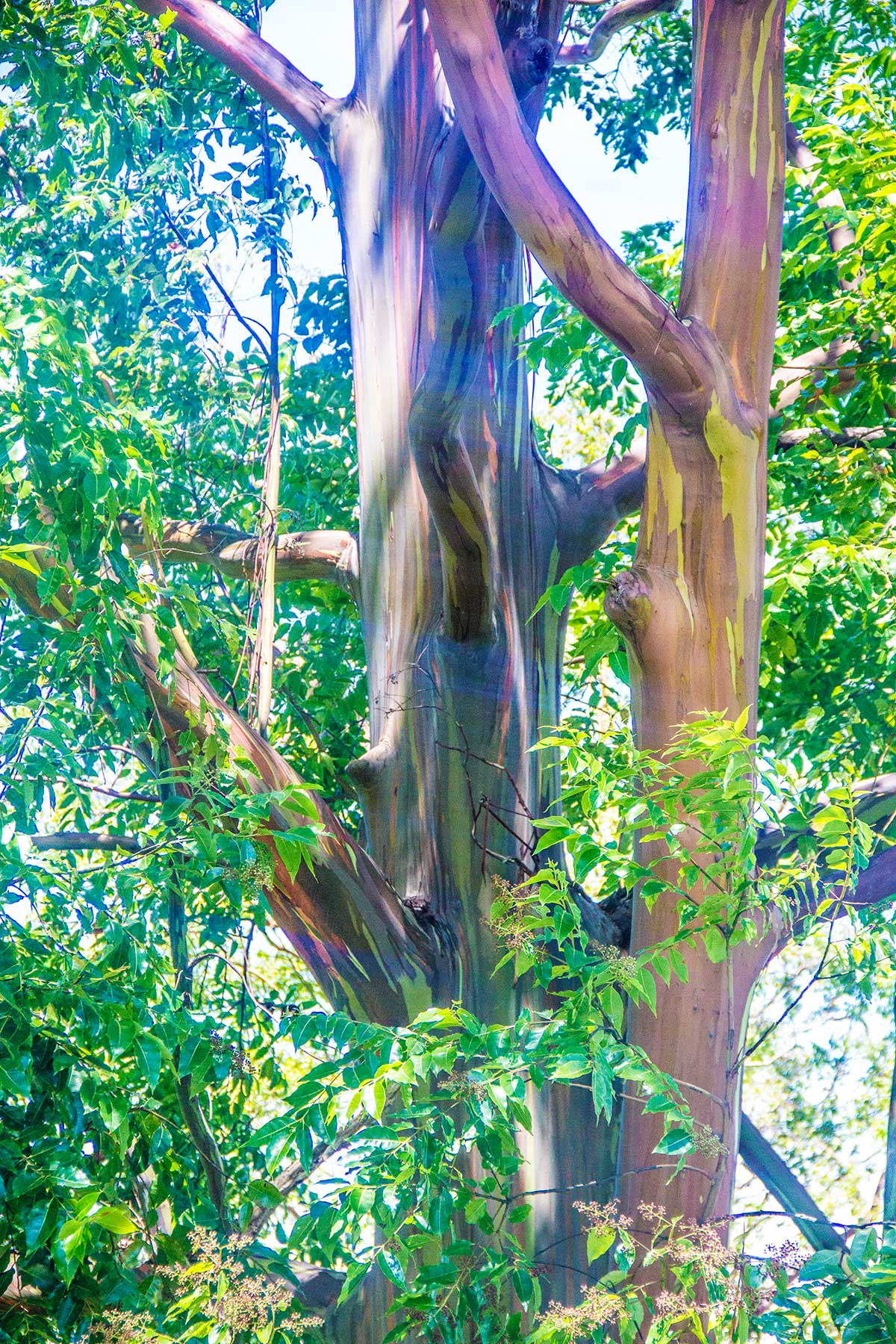 Rainbow-Eucalyptus-Trees-Road-to-Hana