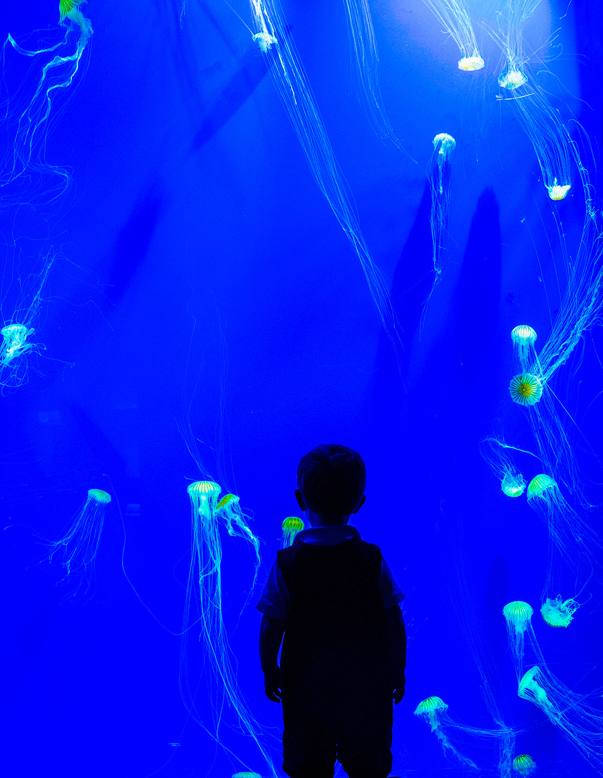 Georgia-Aquarium-Jellyfish-Exhibit-Atlanta