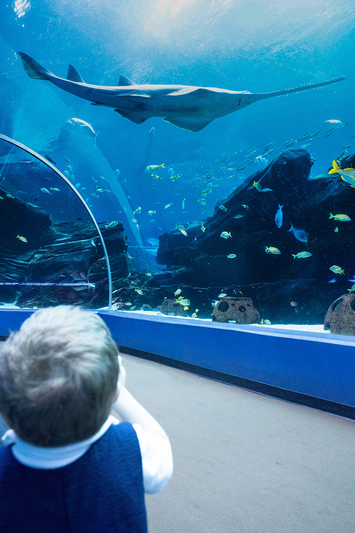 Georgia-Aquarium-Tunnel-in-Atlanta