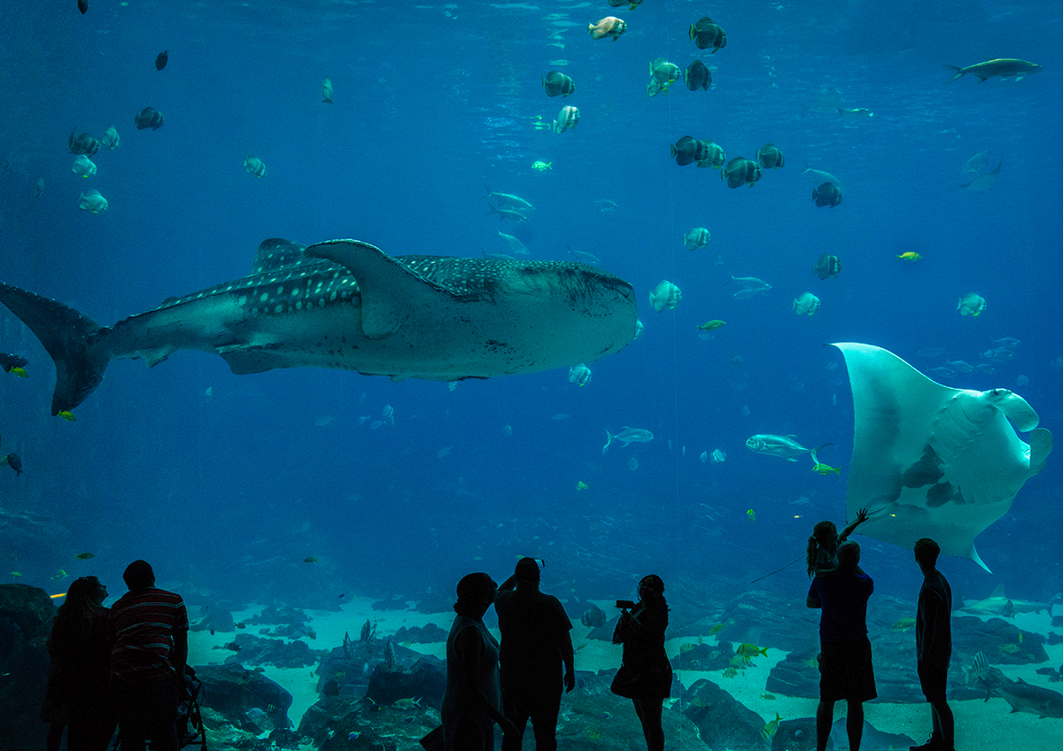 Georgia-Aquarium-in-Atlanta-Georgia