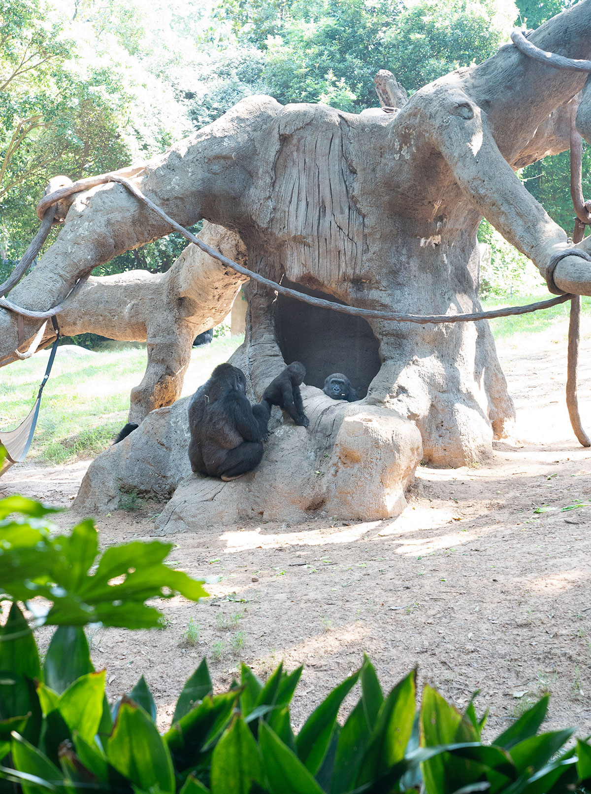 Gorillas-at-Zoo-Atlanta