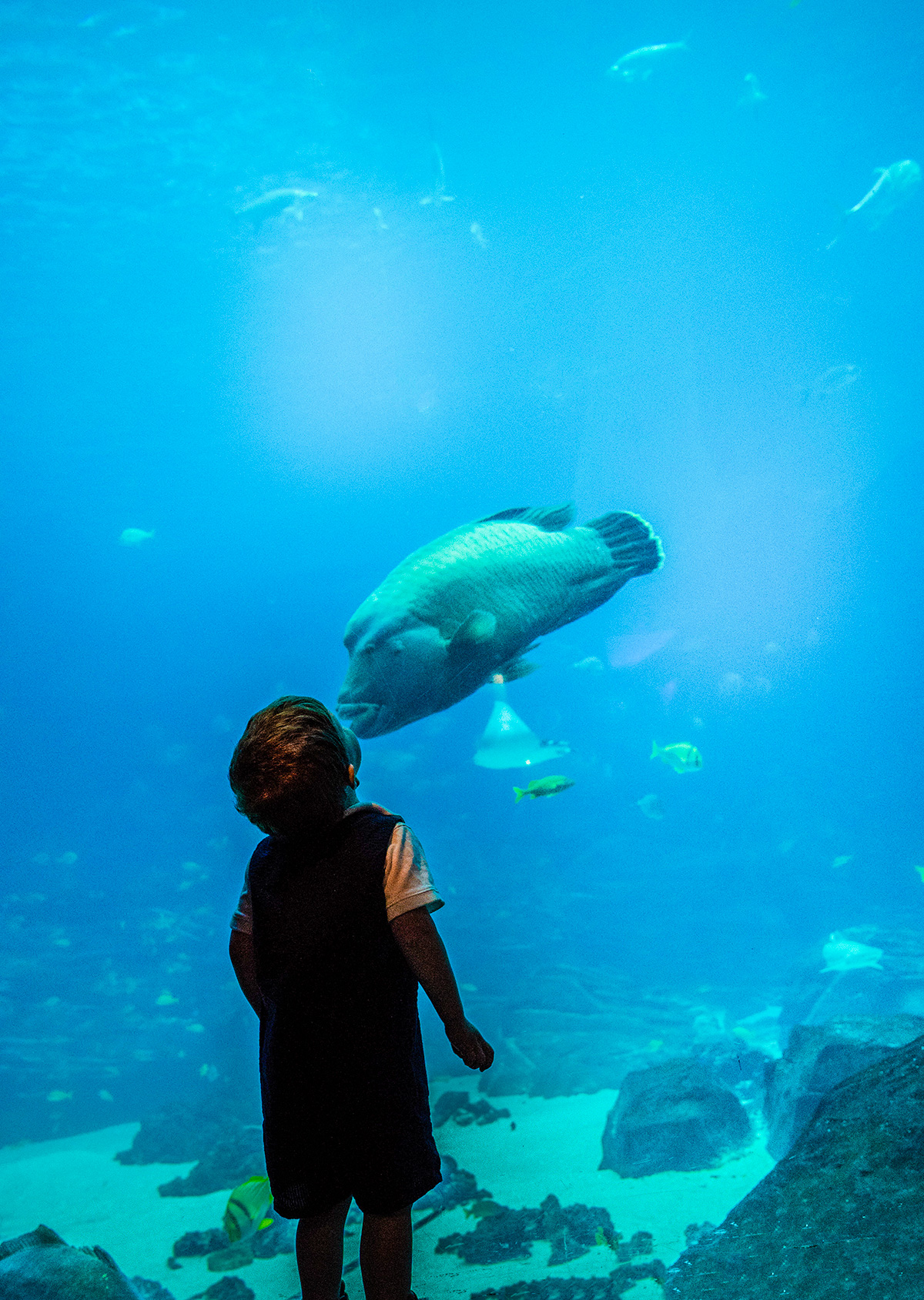 Kissing-Fish-at-the-Georgia-Aquarium