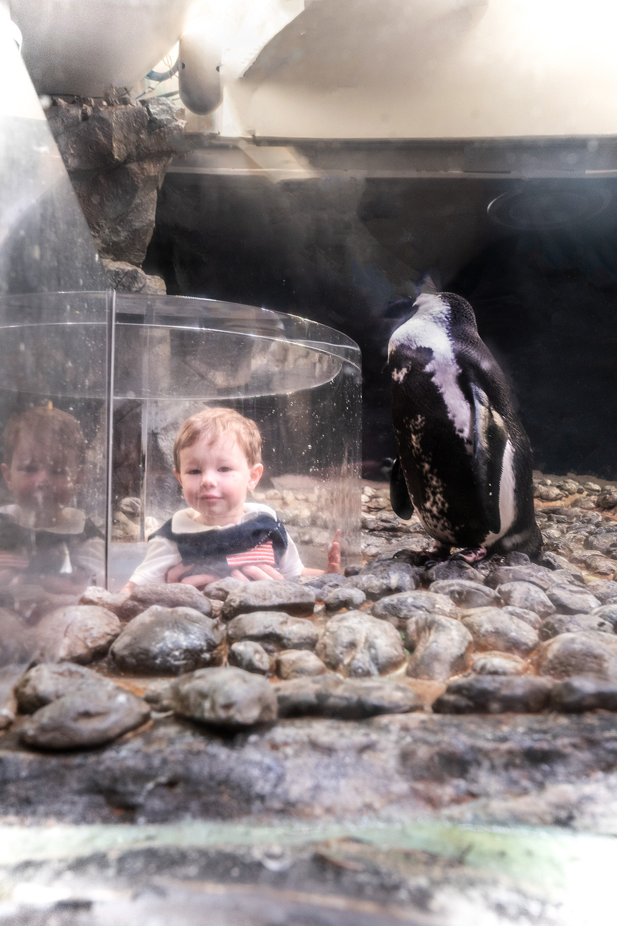 Penguin-Display-Georgia-Aquarium-Atlanta