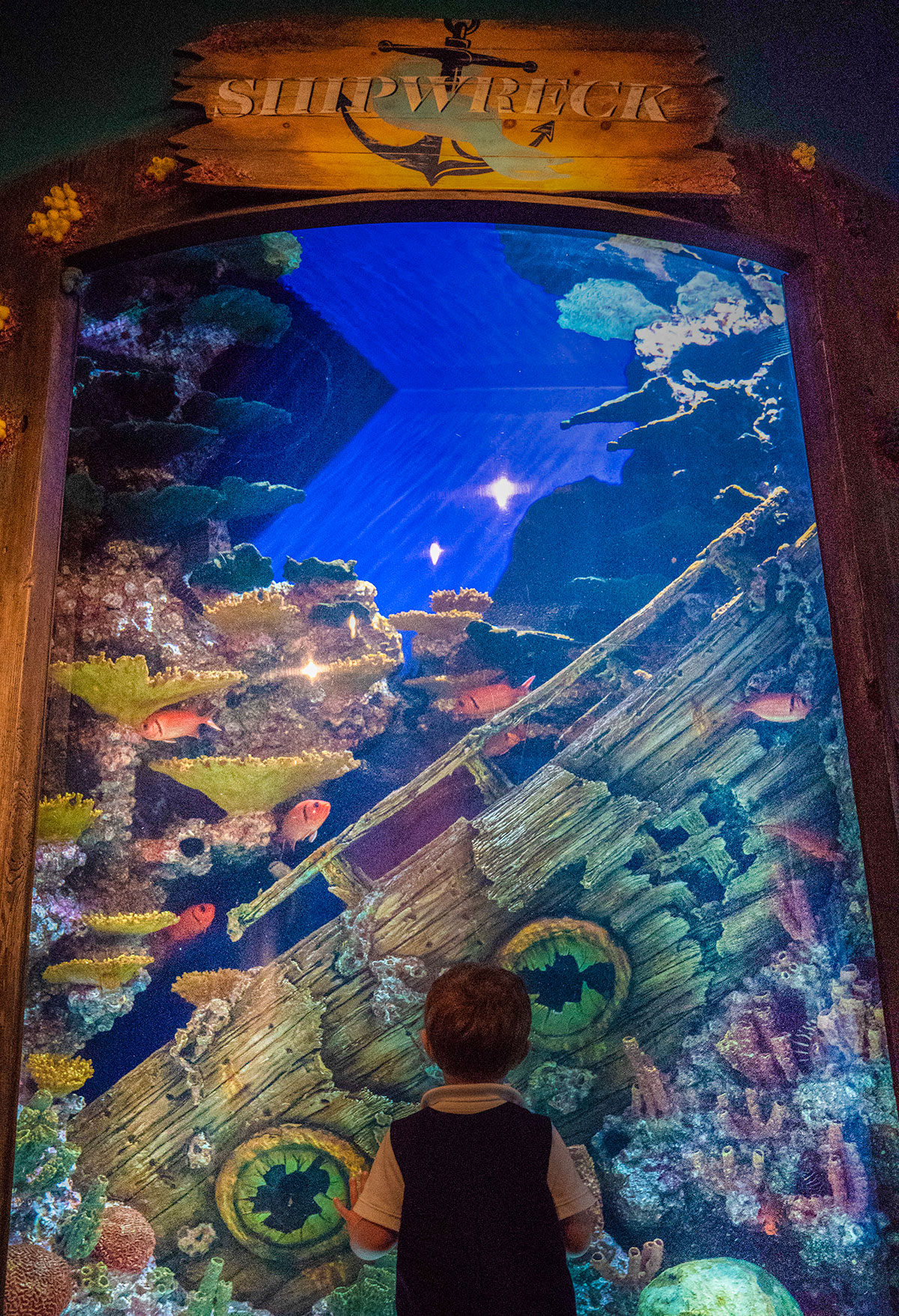 Shipwreck-at-Georgia-Aquarium