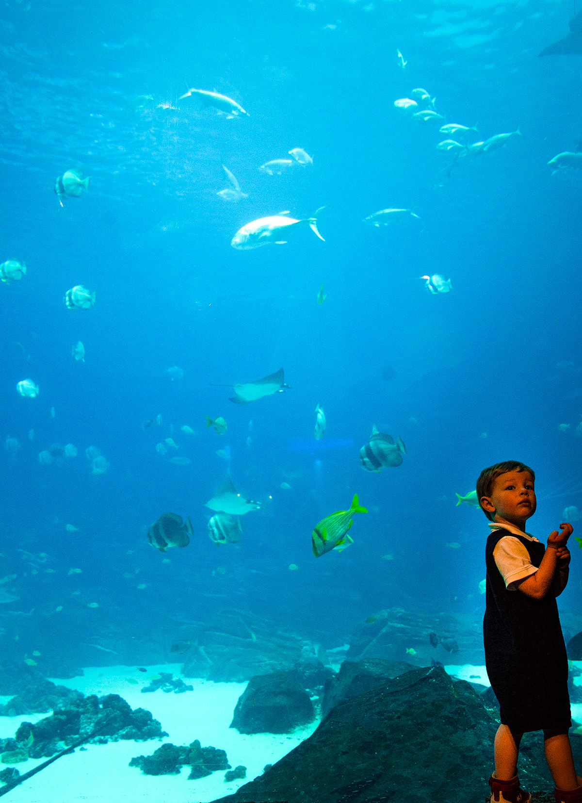 at-the-Georgia-Aquarium-in-Atlanta