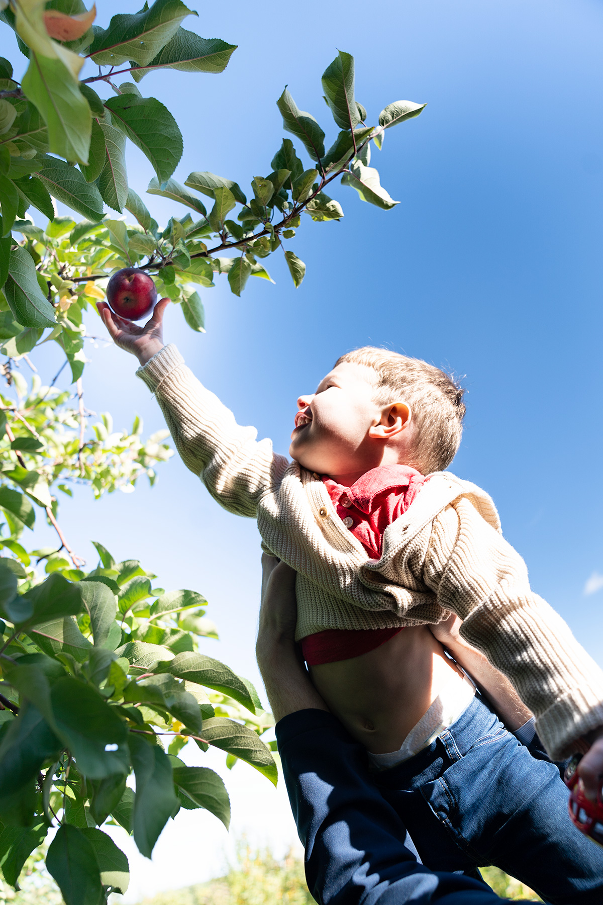 At-the-apple-orchard