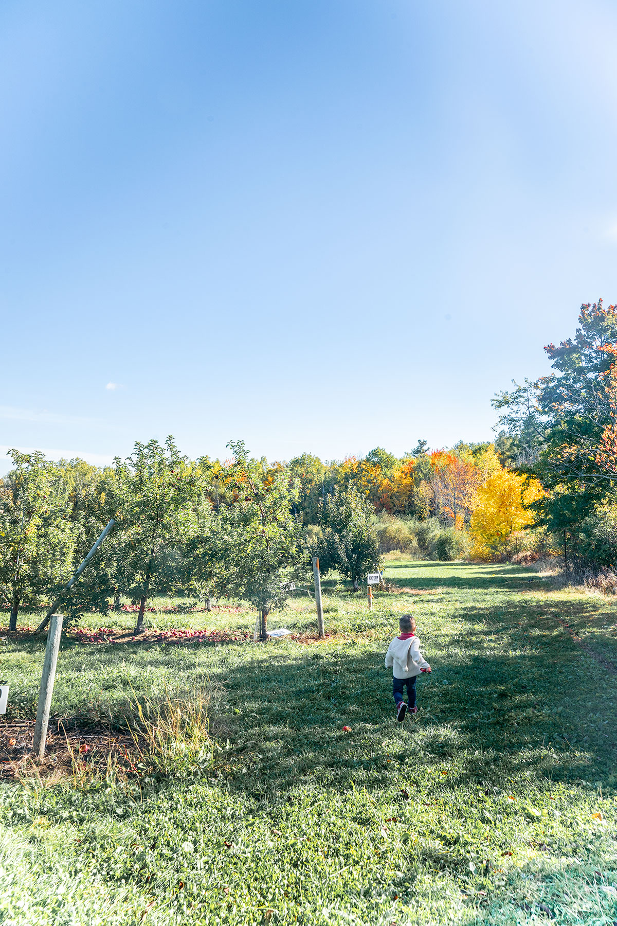 running-through-the-apple-orchard