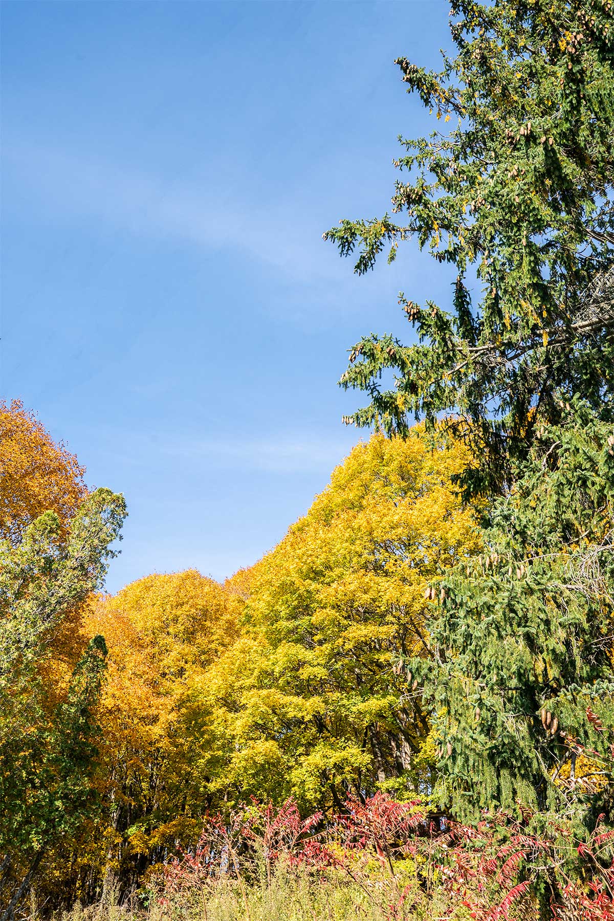 Fall-Trees-in-Autumn-Newbuyport-Massachusetts