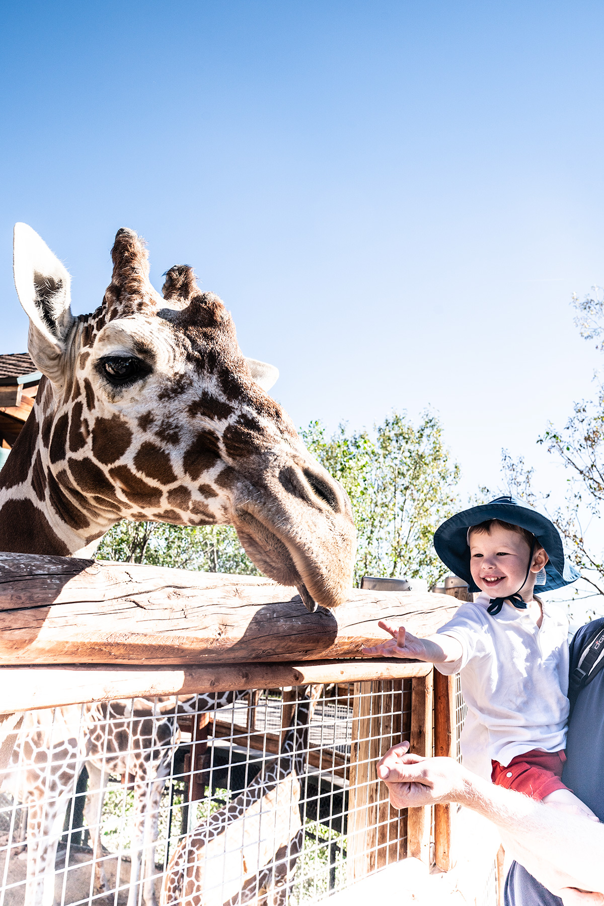 Feeding-Giraffes-at-Cheyenne-Mountain-Zoo