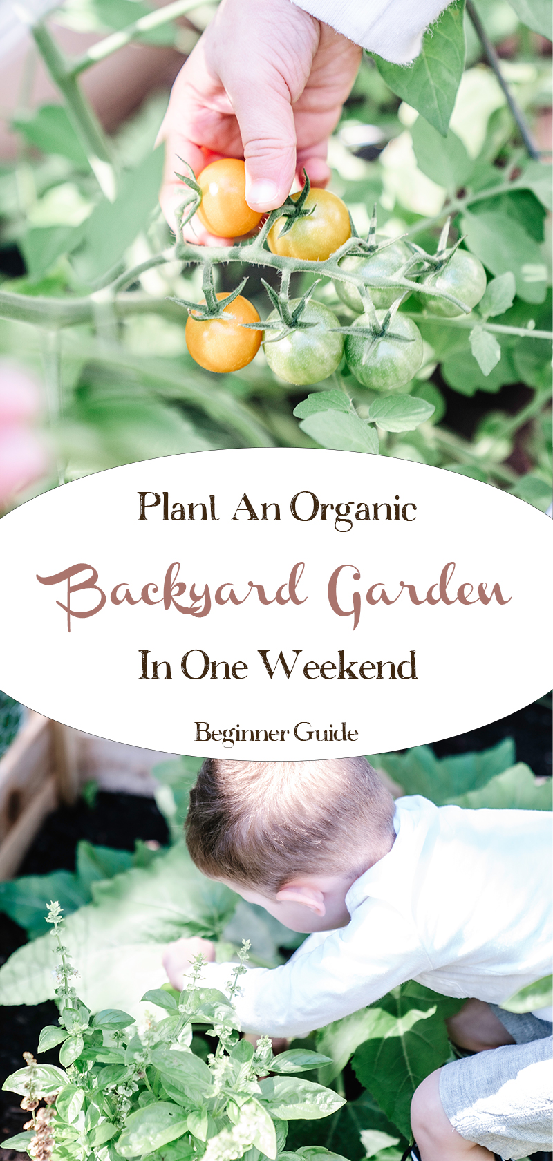 Plant-an-Organic-Backyard-Garden-in-One-Weekend